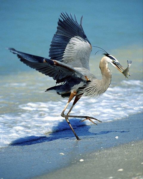 FL, Captiva Island Great blue heron hunting